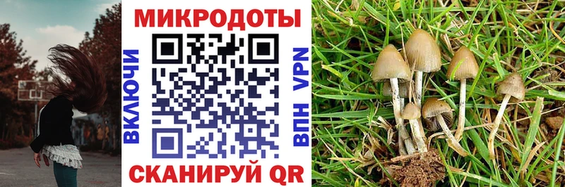 Псилоцибиновые грибы Cubensis Лагань